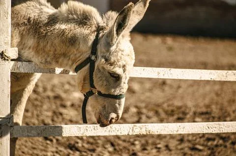 Grey donkey with bridle looking down behind a rustic fence Stock Photos