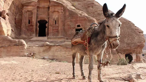 Grey donkey coming straight at the camera, in front of ruins Video stock 25877636