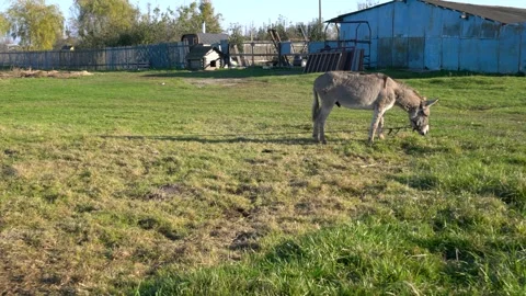 Grey donkey eating grass in a rural meadow with blue sheds in the background Stock Footage 337887294