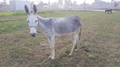 Grey Donkey Stock Footage 99960656