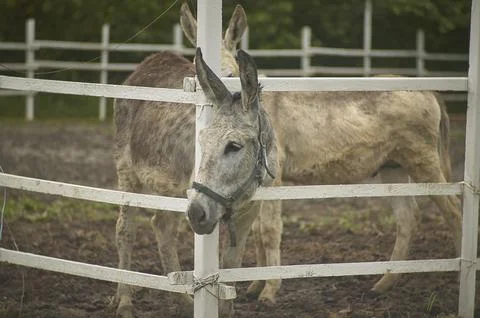 Grey donkey looking over white farm fence Stock Photos
