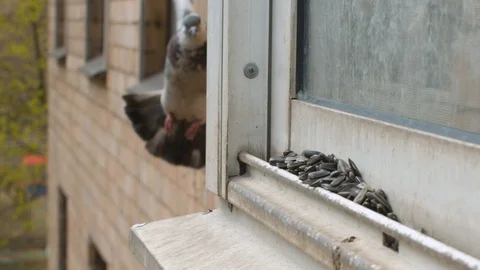 Grey dove sitting on the window sill Stock Footage 129368929
