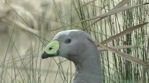 Grey duck like bird peering through the grass Stock Footage 8653761