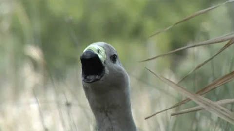 Grey duck like bird quacking Stock Footage 8651753