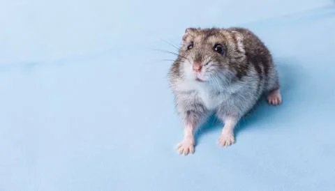 Grey dwarf hamster Stock Photos