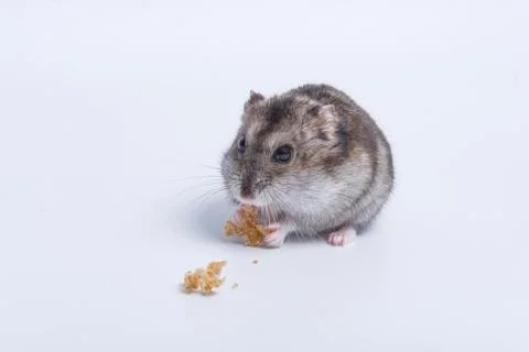 Grey dwarf hamster Stock Photos