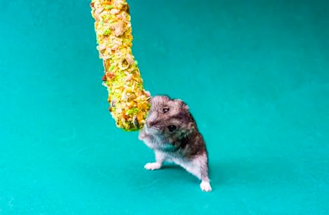 Grey dwarf hamster Stock Photos