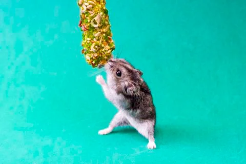 Grey dwarf hamster Stock Photos