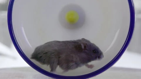 Grey dwarf hamster running on big wheel in slo motion Video stock 63229956