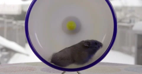 Grey dwarf hamster running on a large hamster wheel Stock Footage 63222292