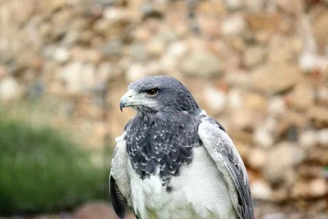 Grey Eagle Stock Photos