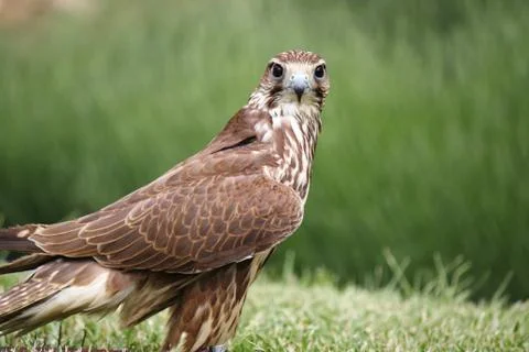 Grey Eagle Foto stock