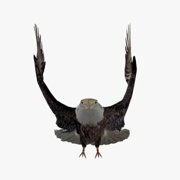 Grey Eagle Take Off Animated 3D Model
