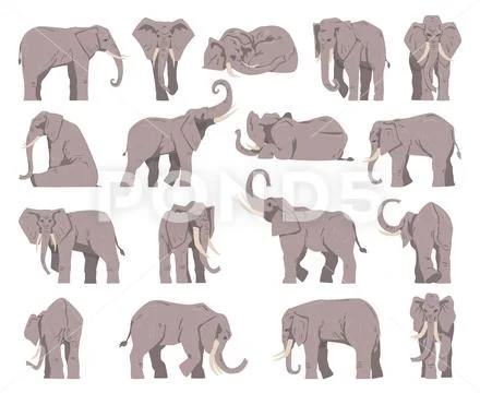 Elephant Nose Stock Illustrations, Cliparts and Royalty Free Elephant Nose  Vectors
