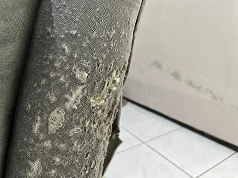 Grey fabric sofa damaged by cat scratching Stock Photos