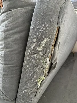 Grey fabric sofa damaged by cat scratching Stock Photos