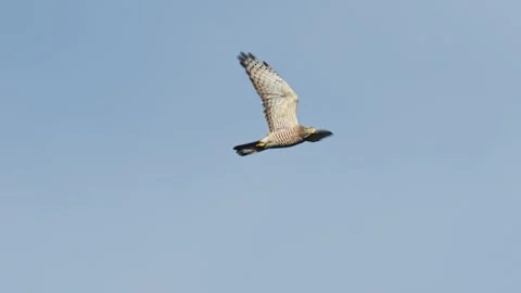Grey faced Buzzard in flight Stock Footage 323889366