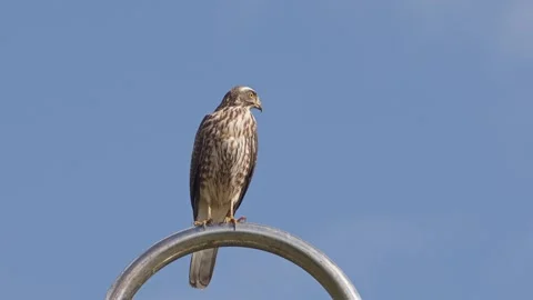 Grey-faced Buzzard Perching and Facing Camera. Stock Footage 263543725