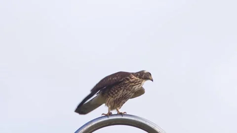 Grey-faced Buzzard Perching and Flying Away. Stock Footage 263628947