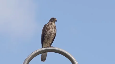 Grey-faced Buzzard Perching and Preening. Stock Footage 263629023