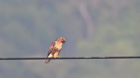 Grey-faced Buzzard Raptor Perched on Power Line 스톡 동영상 330716400