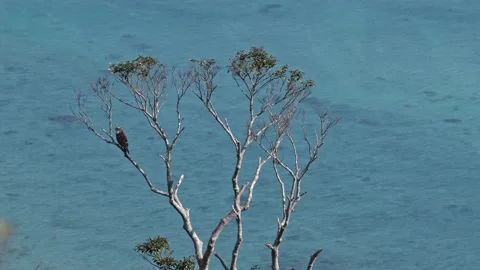 Grey-faced buzzard resting in a tree with ocean background. Stock-Footage 168340536