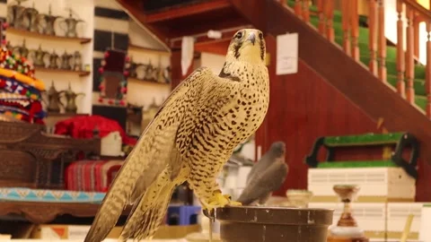 Grey falcon in Doha Qatar. Close up of a falcon in Souq Waqif in Doha Qatar 스톡 동영상 240918610
