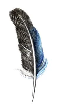Grey feather Illustrazione stock