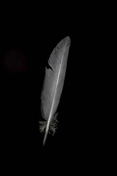 Grey feather isolated Stock Photos