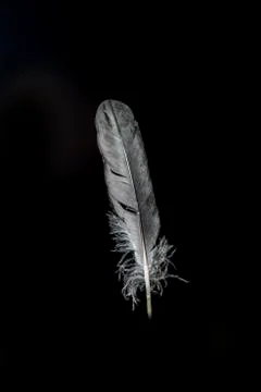 Grey feather isolated Stock Photos