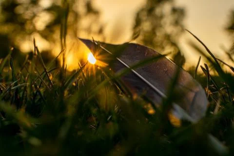 Grey feather laying on the grass in sunset, sunlight revealed by the quill Stock Photos