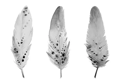 Grey feather set. Design for a invitation, greeting, card, postcard, textile Stock Illustration
