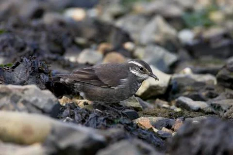 Grey-flanked Cinclode, Cinclodes oustaleti Stock Photos