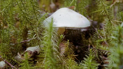 Grey flat headed mushroom in the moss Stock-Footage 94423652