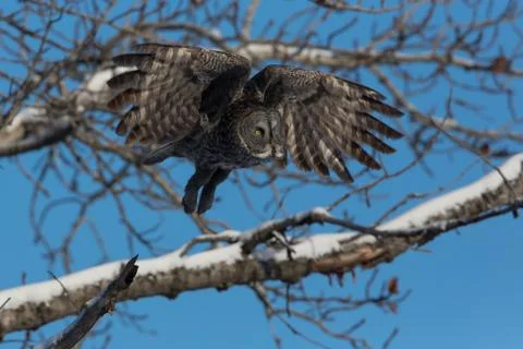 Grey in flight Stock Photos