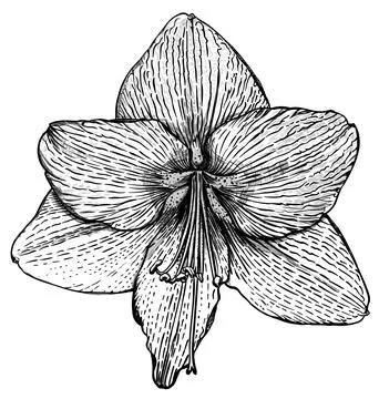 Grey flower Stock Illustration
