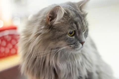 Grey fluffy cat close-up Stock Photos