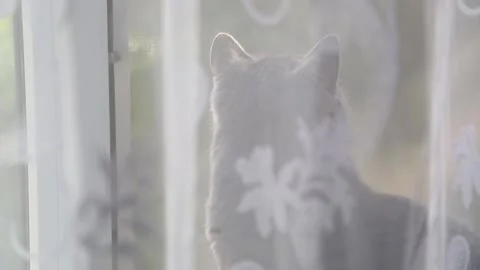 Grey fluffy cat looking on window Stock Footage 156842788