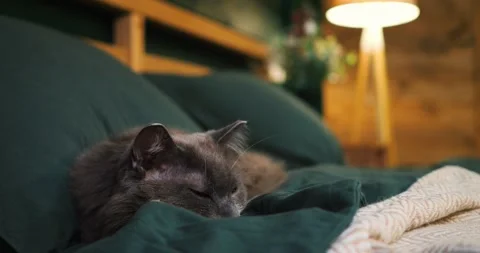 Grey fluffy cat peacefully napping on green bed, embodying domestic comfort and Stock Footage 307553735
