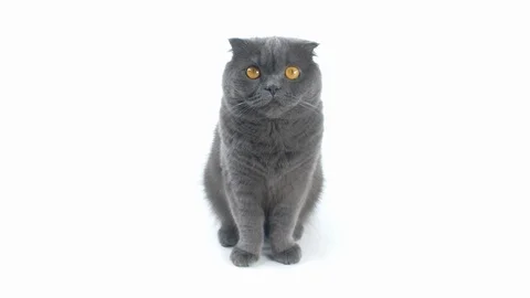 Grey fluffy cat sitting on white background. Stock Footage 120458729