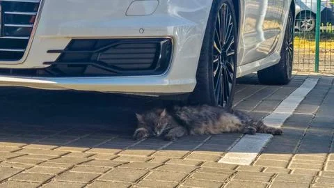 Grey fluffy cat sleeping on pavement in shade under white car in parking lot Stock Photos