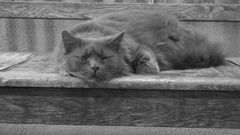 Grey fluffy cat, trying to sleep on wooden surface Stock Footage 117423198