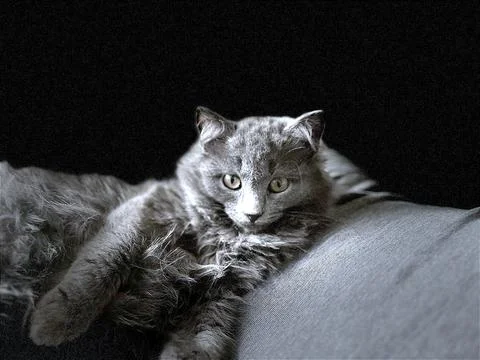 Grey fluffy kitten Foto stock