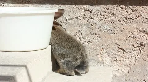 Grey fluffy rabbit Stock Footage 21891691