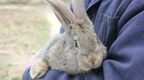 Grey fluffy rabbit on hands Vidéo 21891956
