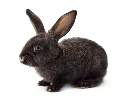 Grey fluffy rabbit Stock Photos