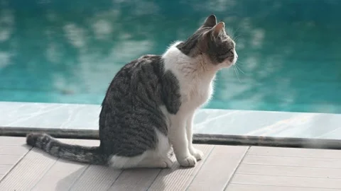 Grey fluffy sits against pool and walks away Vídeo Stock 253746773