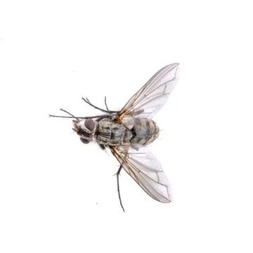 Grey fly on a black background Foto stock