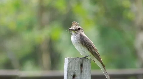 Grey flycatcher (bird) is holding in its beak an insect (fly, butterfly).   От Stock Footage 62119902