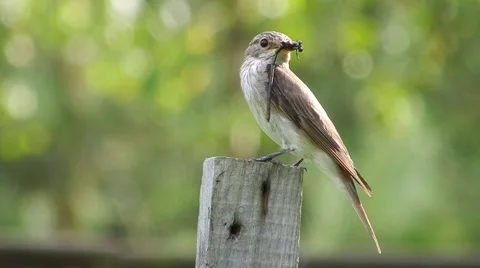 Grey flycatcher (bird) is holding in its beak an insect (fly, butterfly). Stock Footage 62175658